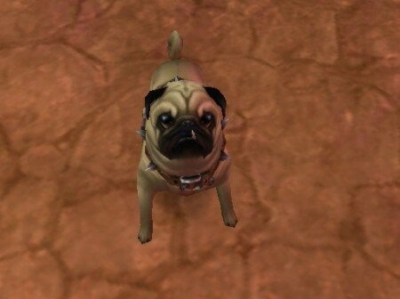 perky-pug